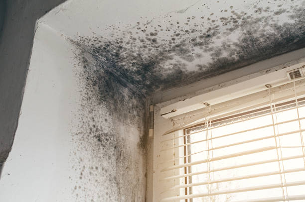Affordable Commercial Mold Remediation solutions in Temperanceville, VA